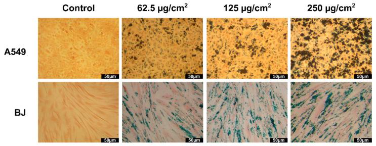 https://cdn.ncbi.nlm.nih.gov/pmc/blobs/4a8d/8708233/ea8ea1c38dff/pharmaceutics-13-02148-g008.jpg