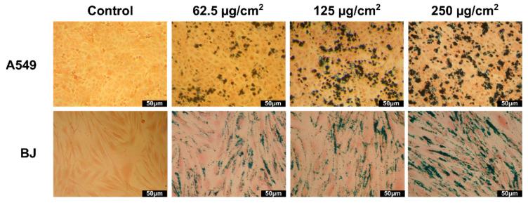 https://cdn.ncbi.nlm.nih.gov/pmc/blobs/4a8d/8708233/f0861fa8c88f/pharmaceutics-13-02148-g007.jpg