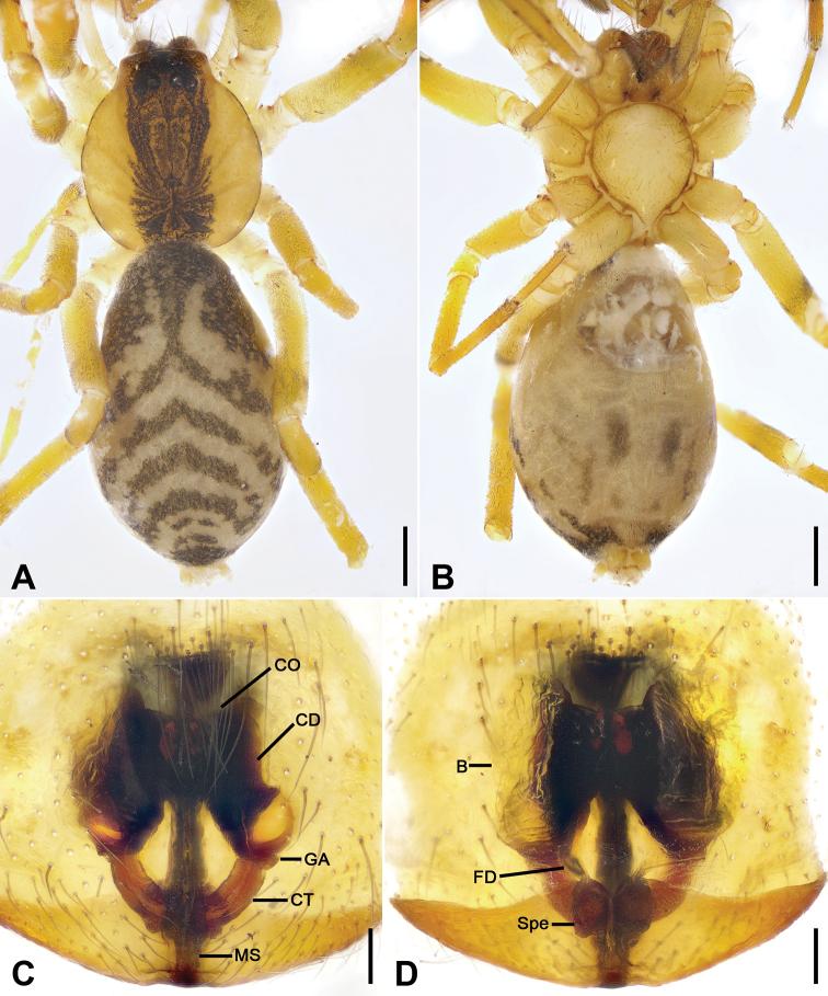 https://cdn.ncbi.nlm.nih.gov/pmc/blobs/4a91/7609502/5553f4eabe8f/zookeys-979-001-g014.jpg