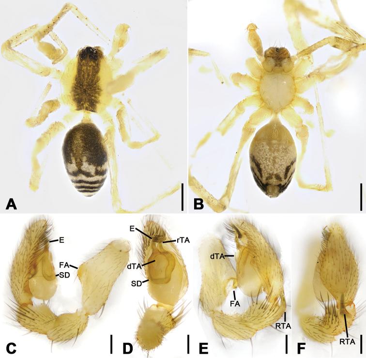 https://cdn.ncbi.nlm.nih.gov/pmc/blobs/4a91/7609502/b9207cbf52ef/zookeys-979-001-g018.jpg