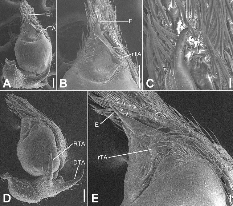 https://cdn.ncbi.nlm.nih.gov/pmc/blobs/4a91/7609502/e19ff0704f1f/zookeys-979-001-g010.jpg