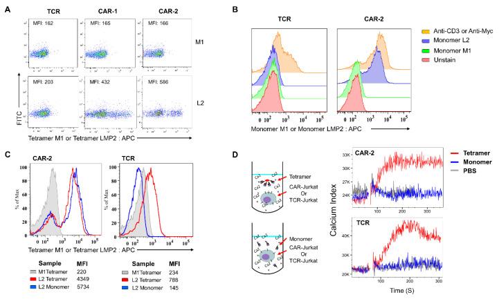 https://cdn.ncbi.nlm.nih.gov/pmc/blobs/4a92/7922477/8246a16638a8/cancers-13-00867-g001.jpg