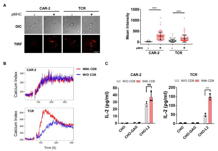https://cdn.ncbi.nlm.nih.gov/pmc/blobs/4a92/7922477/f3d521d57f2e/cancers-13-00867-g004.jpg