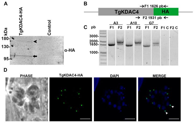 https://cdn.ncbi.nlm.nih.gov/pmc/blobs/4a94/10302316/63b7bc82c088/microorganisms-11-01558-g002.jpg
