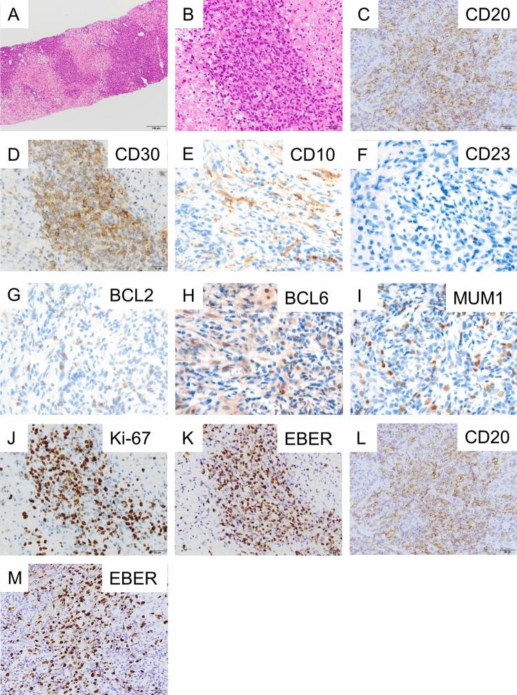 https://cdn.ncbi.nlm.nih.gov/pmc/blobs/4a96/11284183/3fcb6f35fdc7/12328_2024_1963_Fig3_HTML.jpg