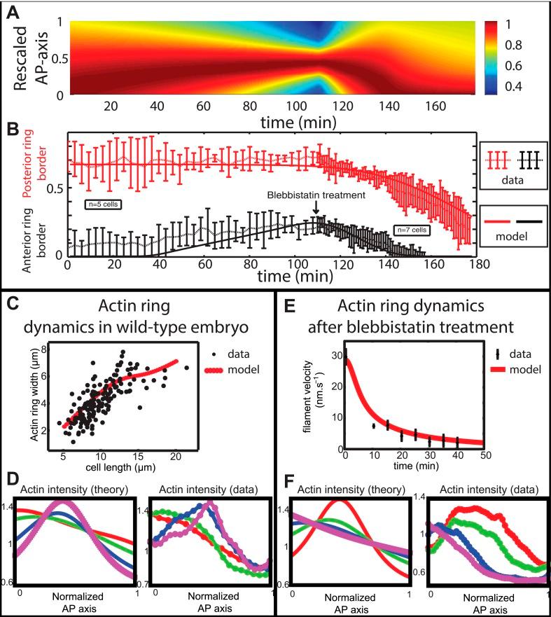 https://cdn.ncbi.nlm.nih.gov/pmc/blobs/4a98/4612727/aa0b723bd620/elife09206f006.jpg