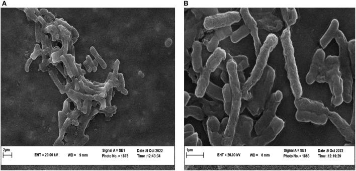 https://cdn.ncbi.nlm.nih.gov/pmc/blobs/4a9c/10364450/d07ae5f7d1d7/fmicb-14-1202228-g0006.jpg