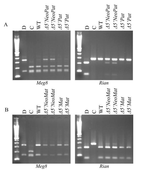 https://cdn.ncbi.nlm.nih.gov/pmc/blobs/4a9d/1609179/c4cdc8b5e4f0/1471-2156-7-44-8.jpg