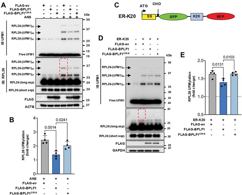 https://cdn.ncbi.nlm.nih.gov/pmc/blobs/4a9e/12013442/15b5e4c1fa80/KAUP_A_2440846_F0003_C.jpg