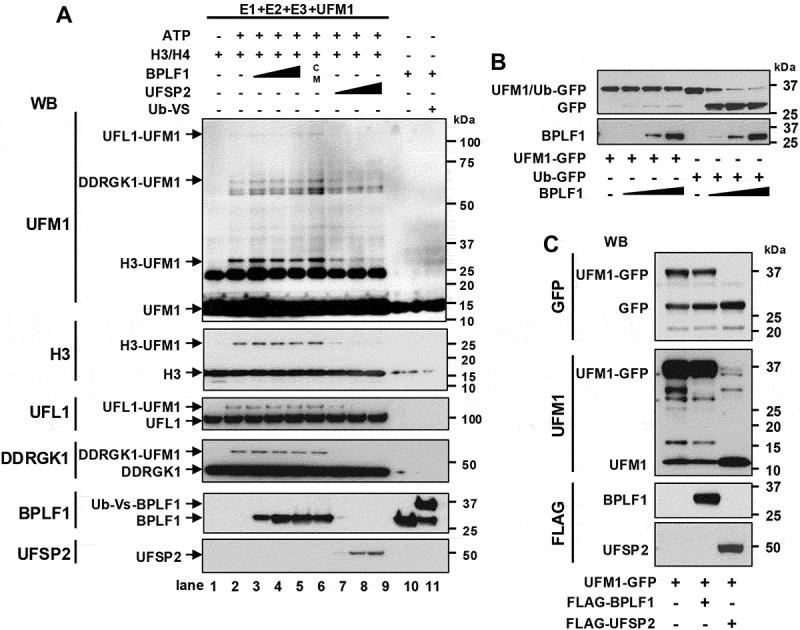 https://cdn.ncbi.nlm.nih.gov/pmc/blobs/4a9e/12013442/6942892c7203/KAUP_A_2440846_F0004_B.jpg