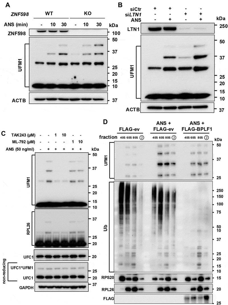 https://cdn.ncbi.nlm.nih.gov/pmc/blobs/4a9e/12013442/6e9634e6abf5/KAUP_A_2440846_F0006_B.jpg