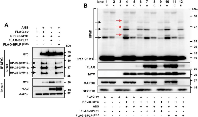 https://cdn.ncbi.nlm.nih.gov/pmc/blobs/4a9e/12013442/bab20a49259a/KAUP_A_2440846_F0002_C.jpg