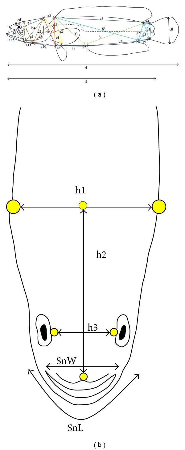 https://cdn.ncbi.nlm.nih.gov/pmc/blobs/4aa2/3875097/cdfa00df758b/TSWJ2013-917506.002.jpg