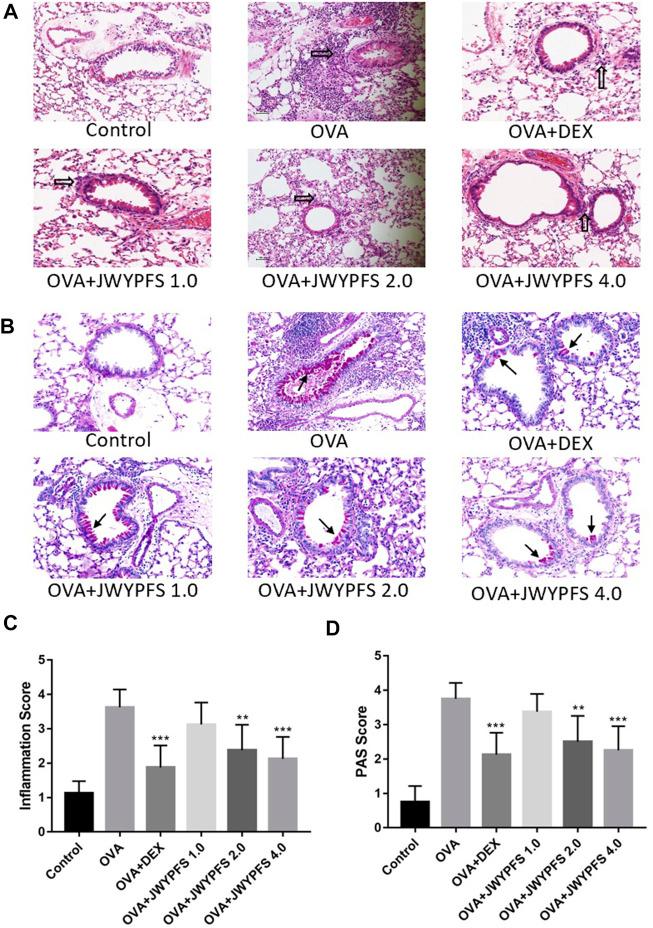 https://cdn.ncbi.nlm.nih.gov/pmc/blobs/4aa4/8299004/df3cfa30a0f5/fphar-12-703724-g003.jpg