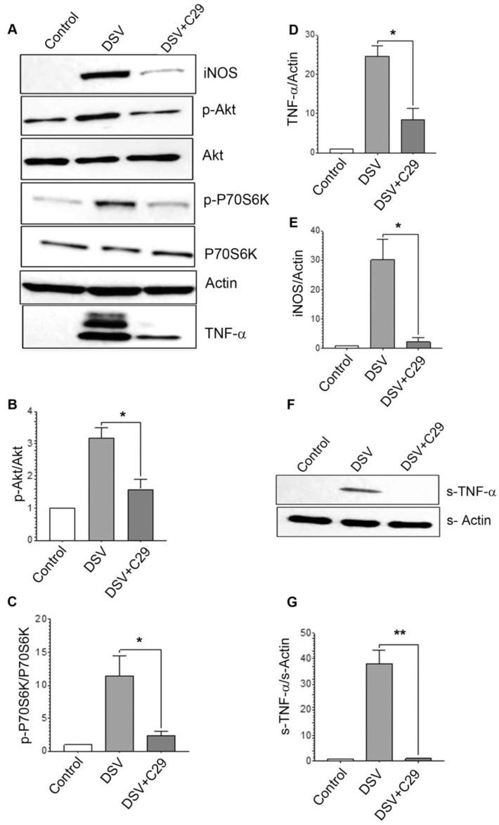 https://cdn.ncbi.nlm.nih.gov/pmc/blobs/4aa5/11434237/091893860426/microorganisms-12-01833-g005.jpg
