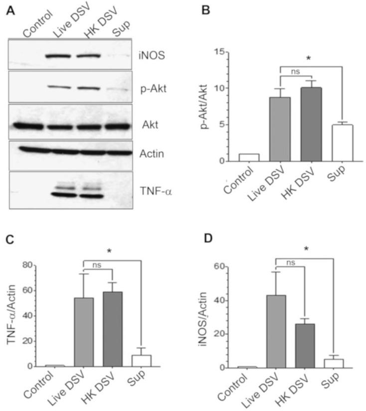 https://cdn.ncbi.nlm.nih.gov/pmc/blobs/4aa5/11434237/91e523bd965b/microorganisms-12-01833-g002.jpg