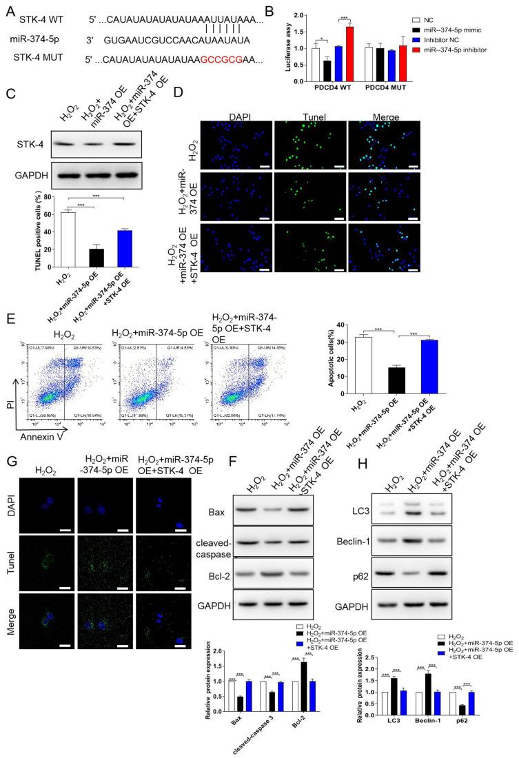 https://cdn.ncbi.nlm.nih.gov/pmc/blobs/4aa6/9438516/ee2d703e11c7/JMNI-22-411-g004.jpg