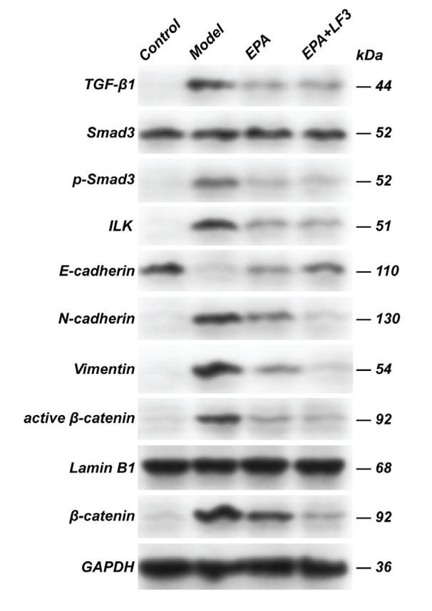 https://cdn.ncbi.nlm.nih.gov/pmc/blobs/4aa9/12374129/e6922d506f79/IJB-23-2-e4098-g004.jpg