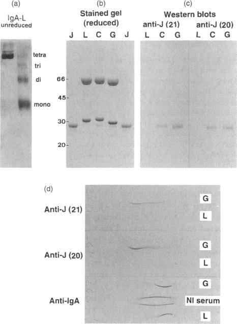 https://cdn.ncbi.nlm.nih.gov/pmc/blobs/4aa9/1364381/c4b8d1cb48cb/immunology00036-0098-a.jpg