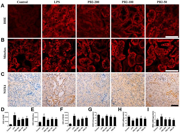 https://cdn.ncbi.nlm.nih.gov/pmc/blobs/4aaa/7467384/eee98ed2868e/aging-12-103726-g005.jpg