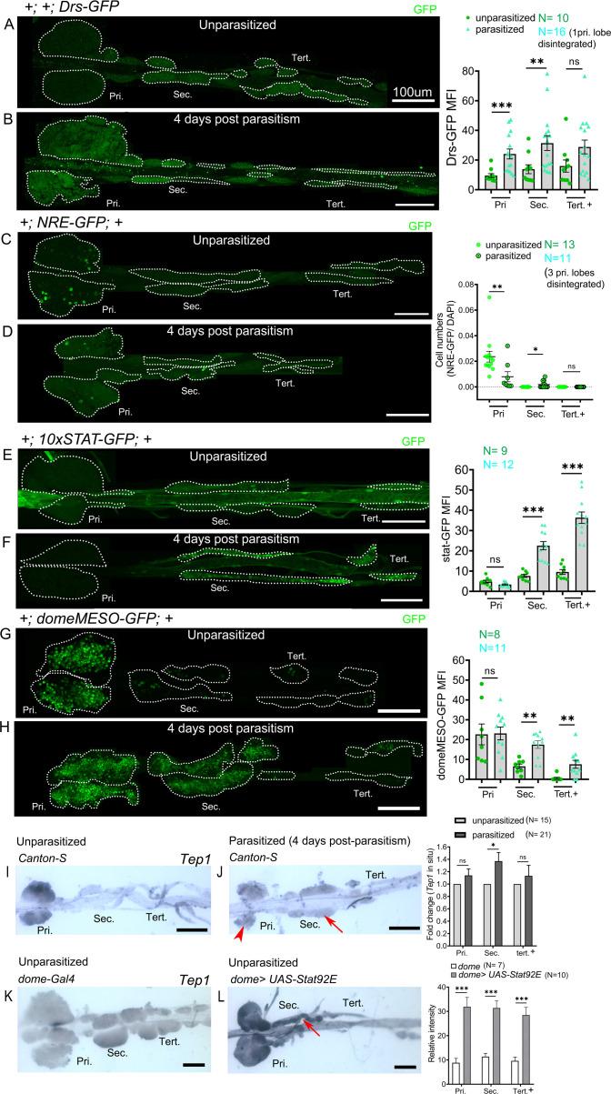 https://cdn.ncbi.nlm.nih.gov/pmc/blobs/4aab/7920551/b1333860802e/elife-61409-fig5.jpg