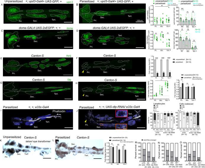 https://cdn.ncbi.nlm.nih.gov/pmc/blobs/4aab/7920551/c5ca351d9aff/elife-61409-fig7.jpg