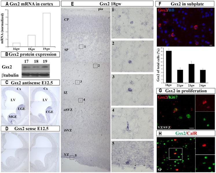 https://cdn.ncbi.nlm.nih.gov/pmc/blobs/4aac/4131197/893969f0ac0b/fnana-08-00082-g001.jpg