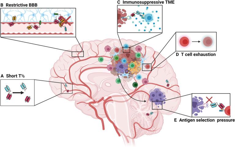 https://cdn.ncbi.nlm.nih.gov/pmc/blobs/4aad/8603282/f997687dcfb1/jitc-2021-003679f01.jpg