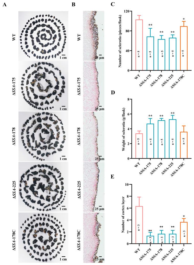https://cdn.ncbi.nlm.nih.gov/pmc/blobs/4aae/10381867/95c072f78e7b/jof-09-00737-g004.jpg