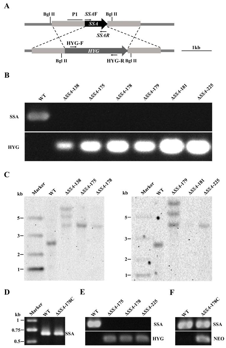 https://cdn.ncbi.nlm.nih.gov/pmc/blobs/4aae/10381867/9c2f723b244d/jof-09-00737-g002.jpg