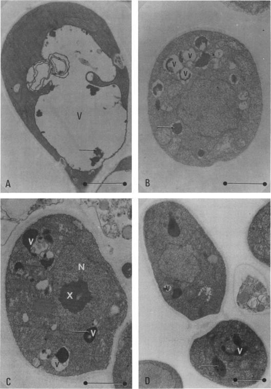 https://cdn.ncbi.nlm.nih.gov/pmc/blobs/4aaf/293597/7b65cb9c16bd/jbacter00562-0371-a.jpg