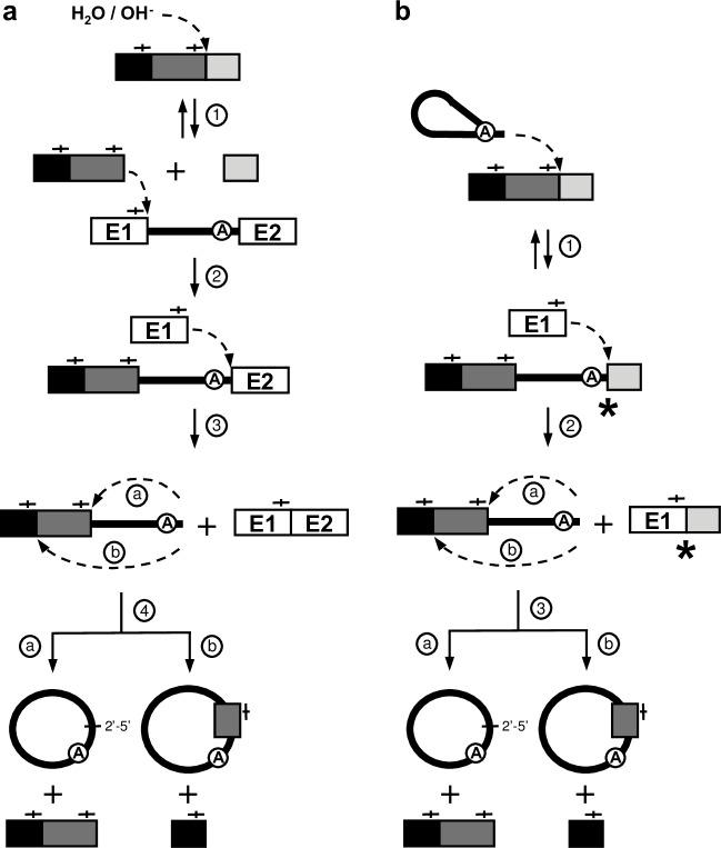 https://cdn.ncbi.nlm.nih.gov/pmc/blobs/4aaf/6248898/a005c96ce921/pgen.1007792.g005.jpg