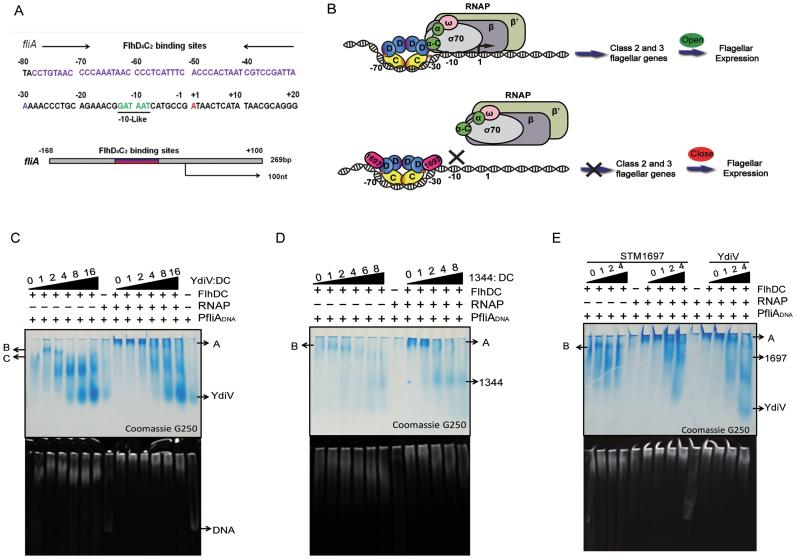 https://cdn.ncbi.nlm.nih.gov/pmc/blobs/4ab3/5622320/27b44e0b3e57/gkx656fig5.jpg