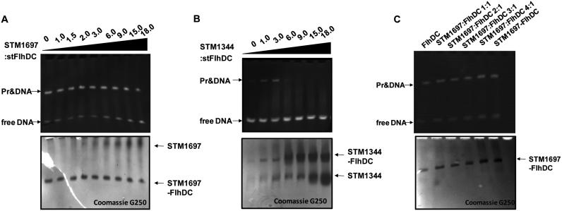 https://cdn.ncbi.nlm.nih.gov/pmc/blobs/4ab3/5622320/d92a51da74a7/gkx656fig2.jpg