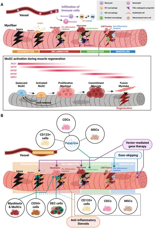 https://cdn.ncbi.nlm.nih.gov/pmc/blobs/4ab9/12441038/152e024571d4/fcell-13-1640275-g004.jpg