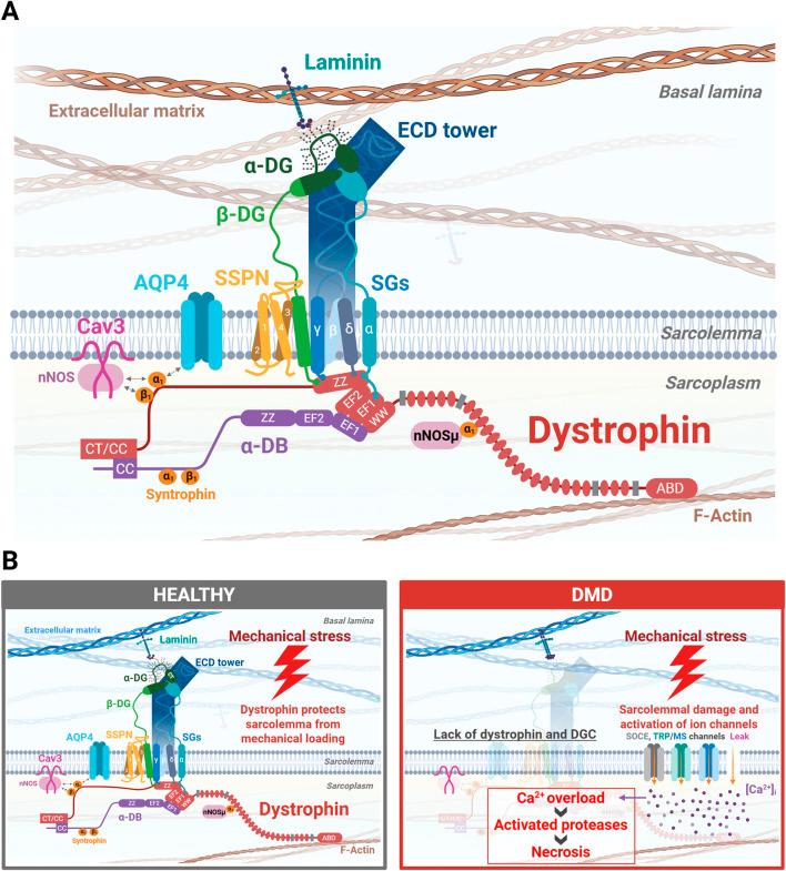 https://cdn.ncbi.nlm.nih.gov/pmc/blobs/4ab9/12441038/38a9c4a0b52e/fcell-13-1640275-g001.jpg