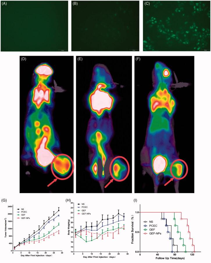 https://cdn.ncbi.nlm.nih.gov/pmc/blobs/4abc/8241075/f340e39c2226/IDRD_A_1384862_F0002_C.jpg