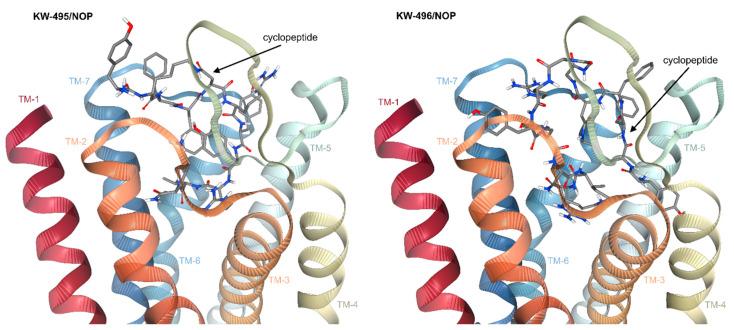 https://cdn.ncbi.nlm.nih.gov/pmc/blobs/4ac3/9604311/b45ae3a1046b/ijms-23-12700-g006.jpg