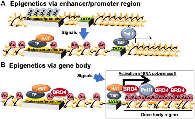 https://cdn.ncbi.nlm.nih.gov/pmc/blobs/4ac4/8321877/8567202b61f6/fmolb-08-682696-g003.jpg