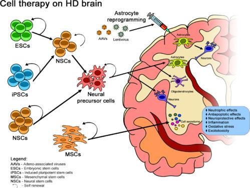 https://cdn.ncbi.nlm.nih.gov/pmc/blobs/4ac6/11040295/d46aae727a2b/NRR-19-1991-g001.jpg