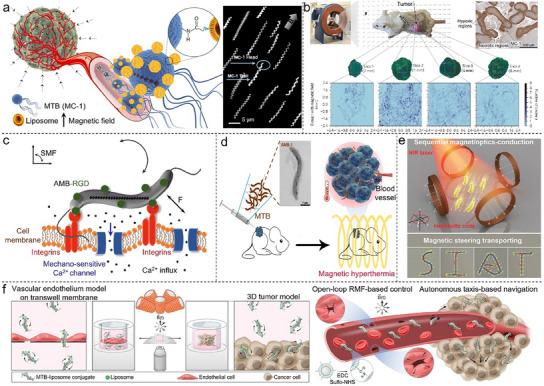 https://cdn.ncbi.nlm.nih.gov/pmc/blobs/4ac6/12243727/10cf2e2cf2ed/ADMA-37-2416966-g006.jpg