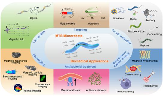 https://cdn.ncbi.nlm.nih.gov/pmc/blobs/4ac6/12243727/1dd8fef52863/ADMA-37-2416966-g001.jpg
