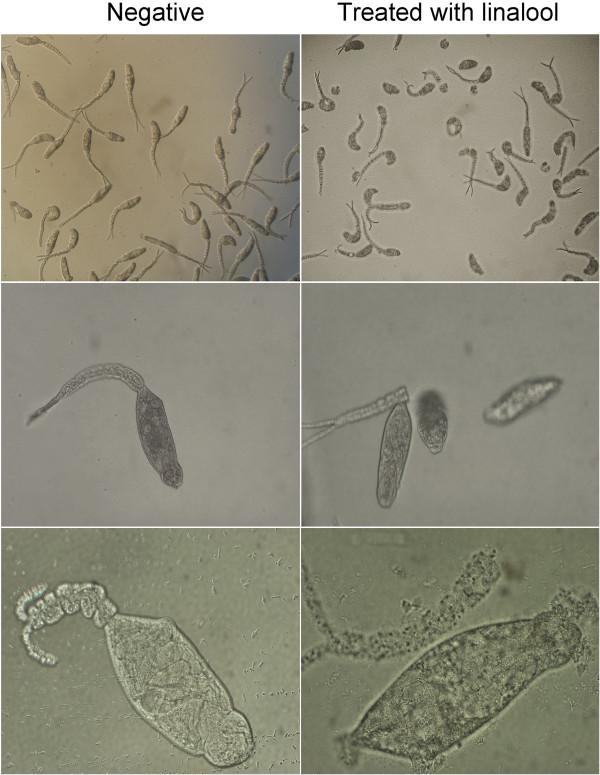 https://cdn.ncbi.nlm.nih.gov/pmc/blobs/4ac6/4158126/e18fb86f3cb7/13071_2014_1577_Fig7_HTML.jpg
