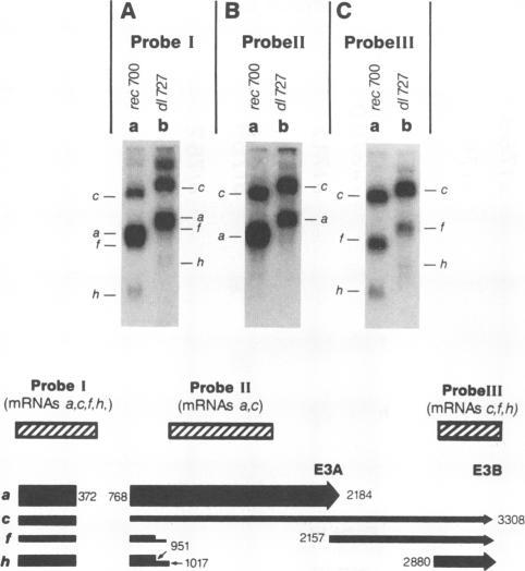 https://cdn.ncbi.nlm.nih.gov/pmc/blobs/4ac9/241468/46ff1ced2dcc/jvirol00041-0225-a.jpg