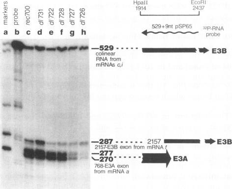 https://cdn.ncbi.nlm.nih.gov/pmc/blobs/4ac9/241468/d3e4abb39257/jvirol00041-0224-b.jpg