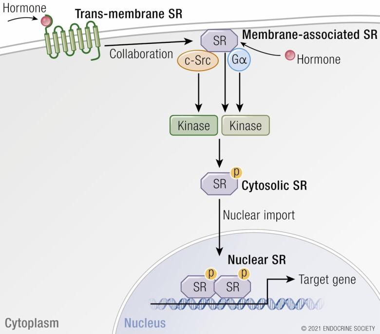 https://cdn.ncbi.nlm.nih.gov/pmc/blobs/4aca/9277649/22c65bf96fbb/bnab041_fig4.jpg
