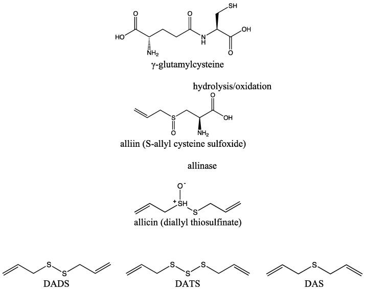 https://cdn.ncbi.nlm.nih.gov/pmc/blobs/4acc/11431890/4b49bb47a1dd/ijms-25-09831-g001.jpg