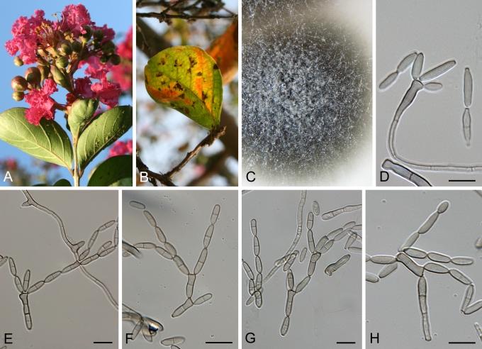 https://cdn.ncbi.nlm.nih.gov/pmc/blobs/4acd/2816965/3bea09d6fa67/17fig9.jpg