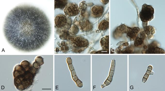 https://cdn.ncbi.nlm.nih.gov/pmc/blobs/4acd/2816965/3def681056bd/17fig7.jpg