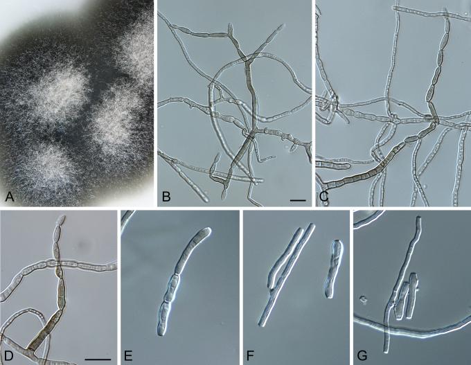 https://cdn.ncbi.nlm.nih.gov/pmc/blobs/4acd/2816965/7491ea7c6a24/17fig8.jpg